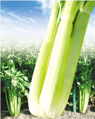 新生代西芹.jpg