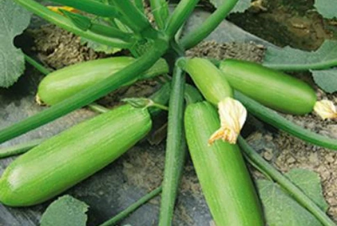 珍玉8号