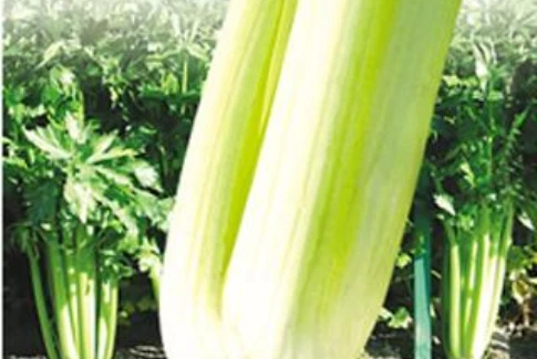 新生代西芹