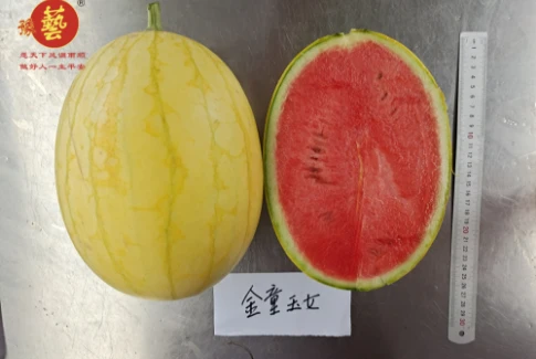 金童玉女瓜之宝