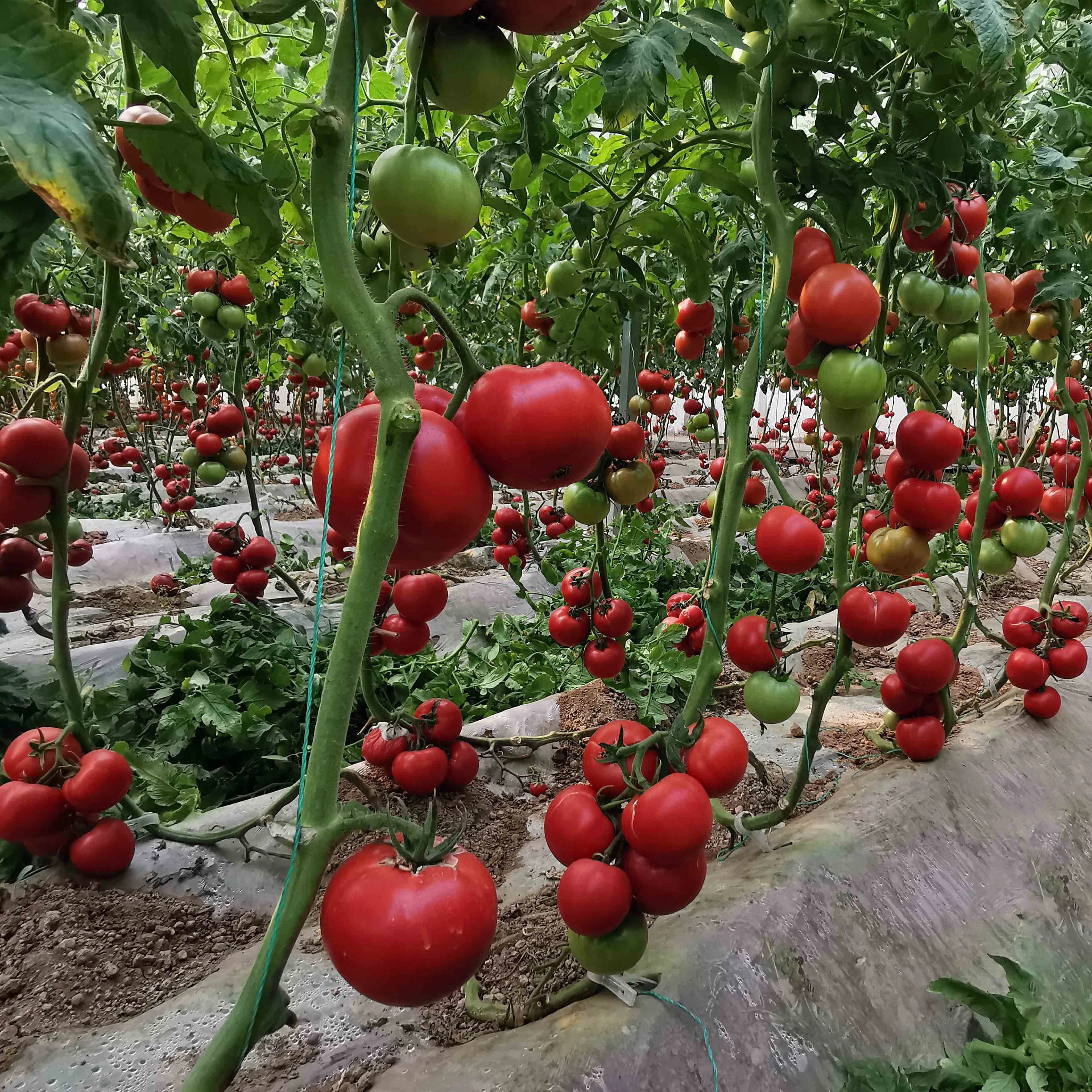 亚游集团ag11优五