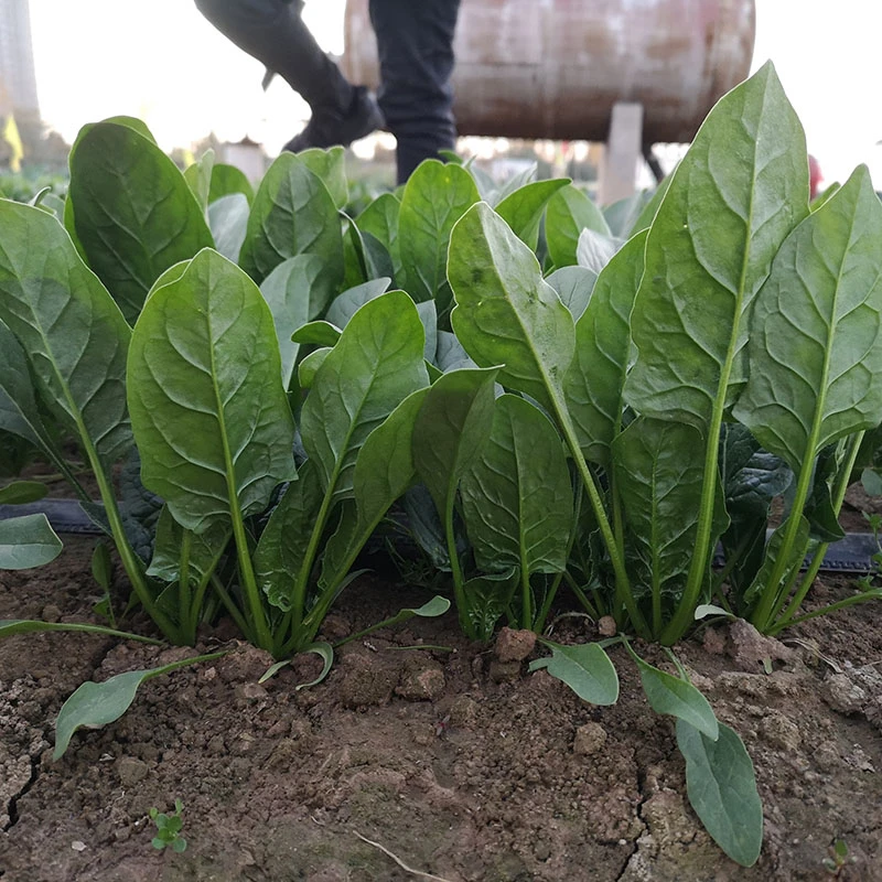 绿亮速生(M70)