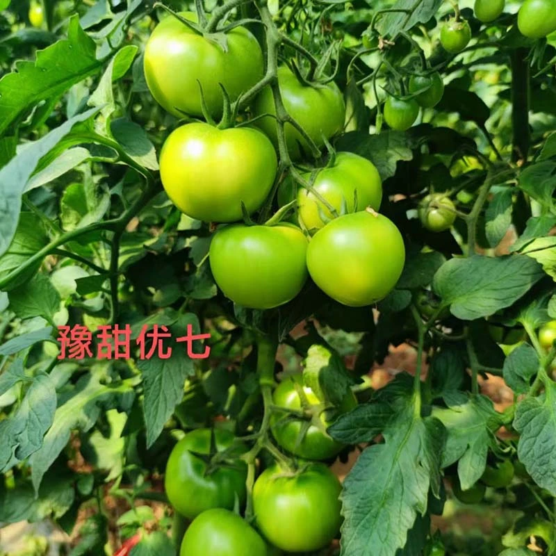 亚游集团ag11优七