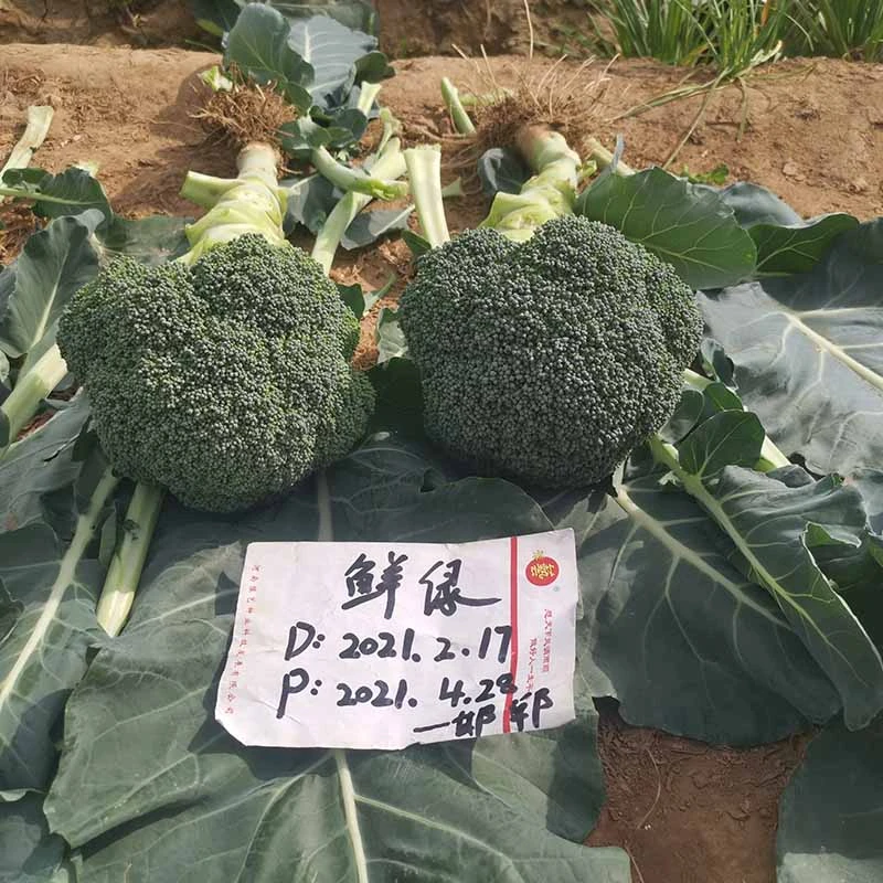 亚游集团ag11鲜绿