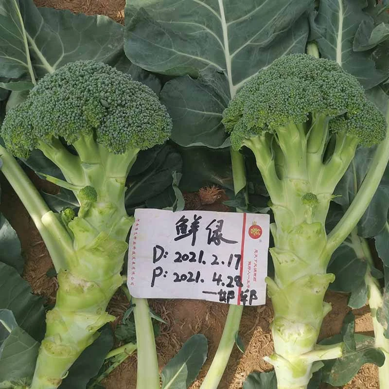 亚游集团ag11鲜绿